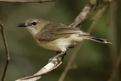 Gerigone becco grosso