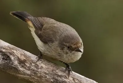 Acanthiza uyopygialis