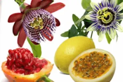 פאזל של delicia