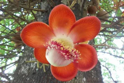 tulipan indio