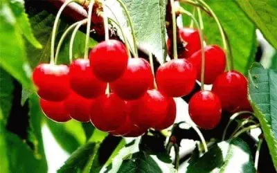 פאזל של imagem