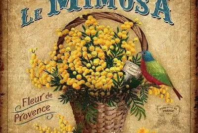 mimosa