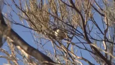 Acanthiza robustirostris