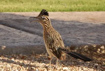 Cuculo di terra minore