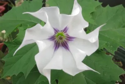Datura