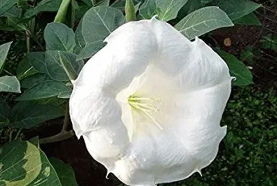 Datura