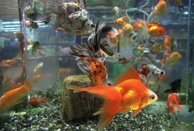 Carassius auratus