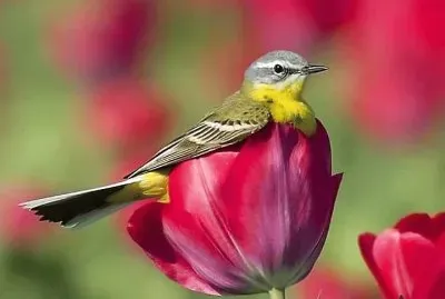 natural jigsaw puzzle