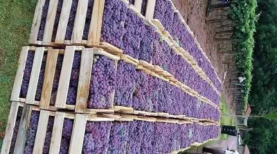 natural jigsaw puzzle