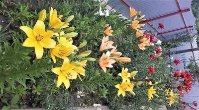 flores jigsaw puzzle