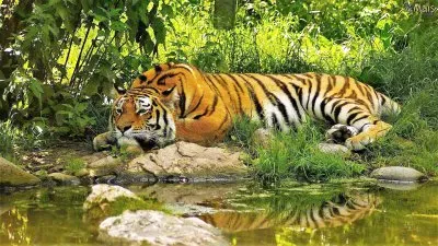 natural jigsaw puzzle