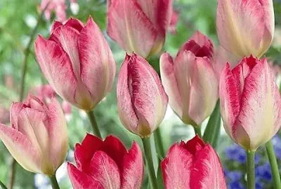 flores jigsaw puzzle