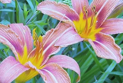 flores jigsaw puzzle