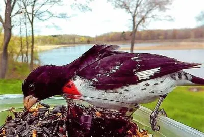 natural jigsaw puzzle