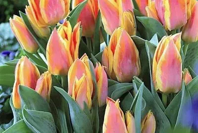 flores jigsaw puzzle