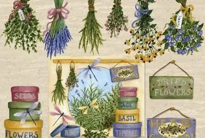 erbe aromatiche