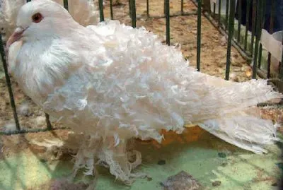 Colombo ricciuto bianco