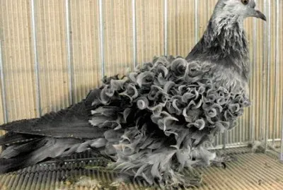 Colombo ricciuto nero