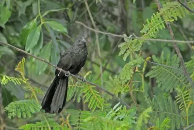 Ani beccoliscio jigsaw puzzle