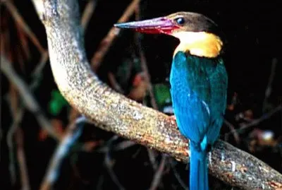 Martin pescatore becco di cicogna