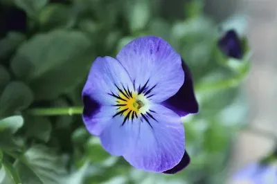 flores jigsaw puzzle