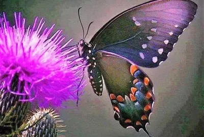 natural jigsaw puzzle