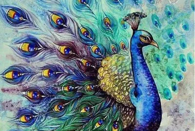 pavone blu
