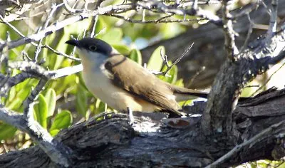 Coccyzus