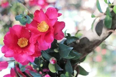 פאזל של flores