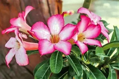 flores jigsaw puzzle