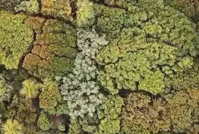 floresta