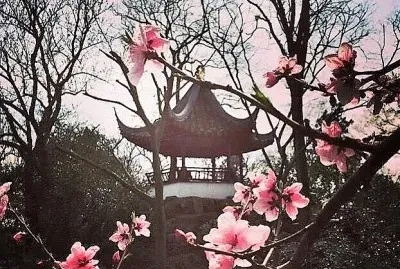 flores jigsaw puzzle