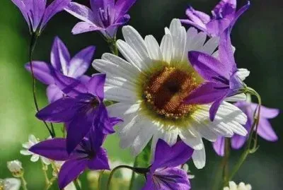 imagem jigsaw puzzle