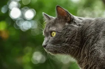 Imagem jigsaw puzzle