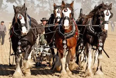 Imagem jigsaw puzzle