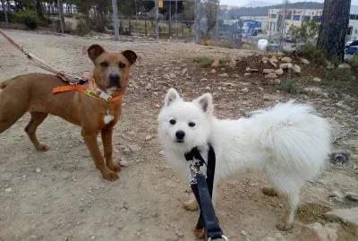 Foxy and unknown doggo