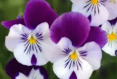 violeta