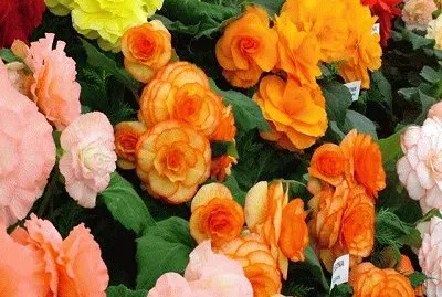 flor