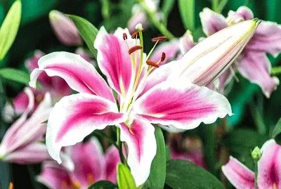 flor jigsaw puzzle