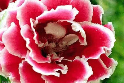 flor