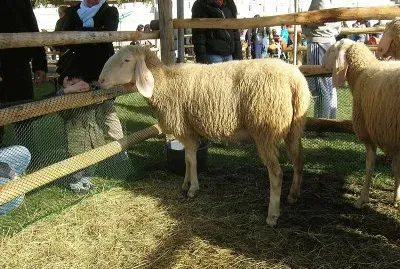 פאזל של Bergamasca