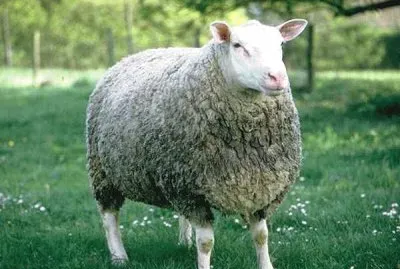 Berrichonne jigsaw puzzle