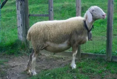 Brianzola jigsaw puzzle