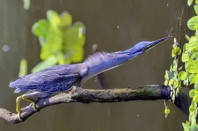 natural jigsaw puzzle