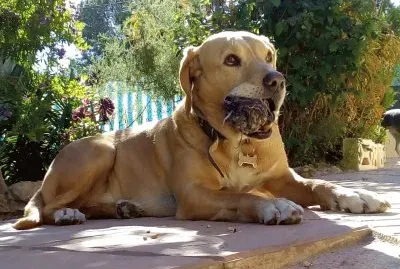 My dog: Paco the Labrasomething