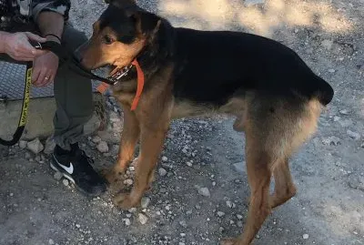 Dog up for adoption: Krak