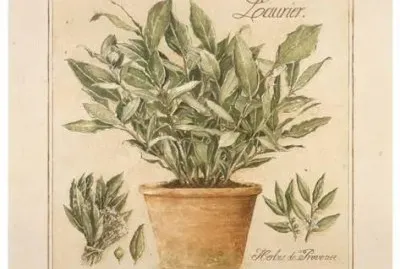 פאזל של salvia