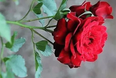 flores