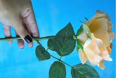 flores