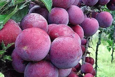 frutas jigsaw puzzle